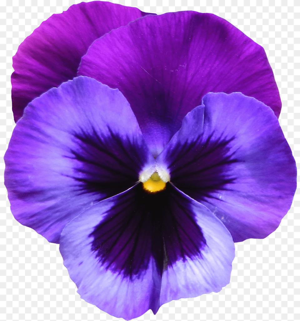 Purple Clipart Flowers, Flower, Plant, Pansy, Rose Free Png