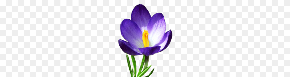 Purple Crocus Clip Art Cliparts, Flower, Plant, Anther, Petal Free Png