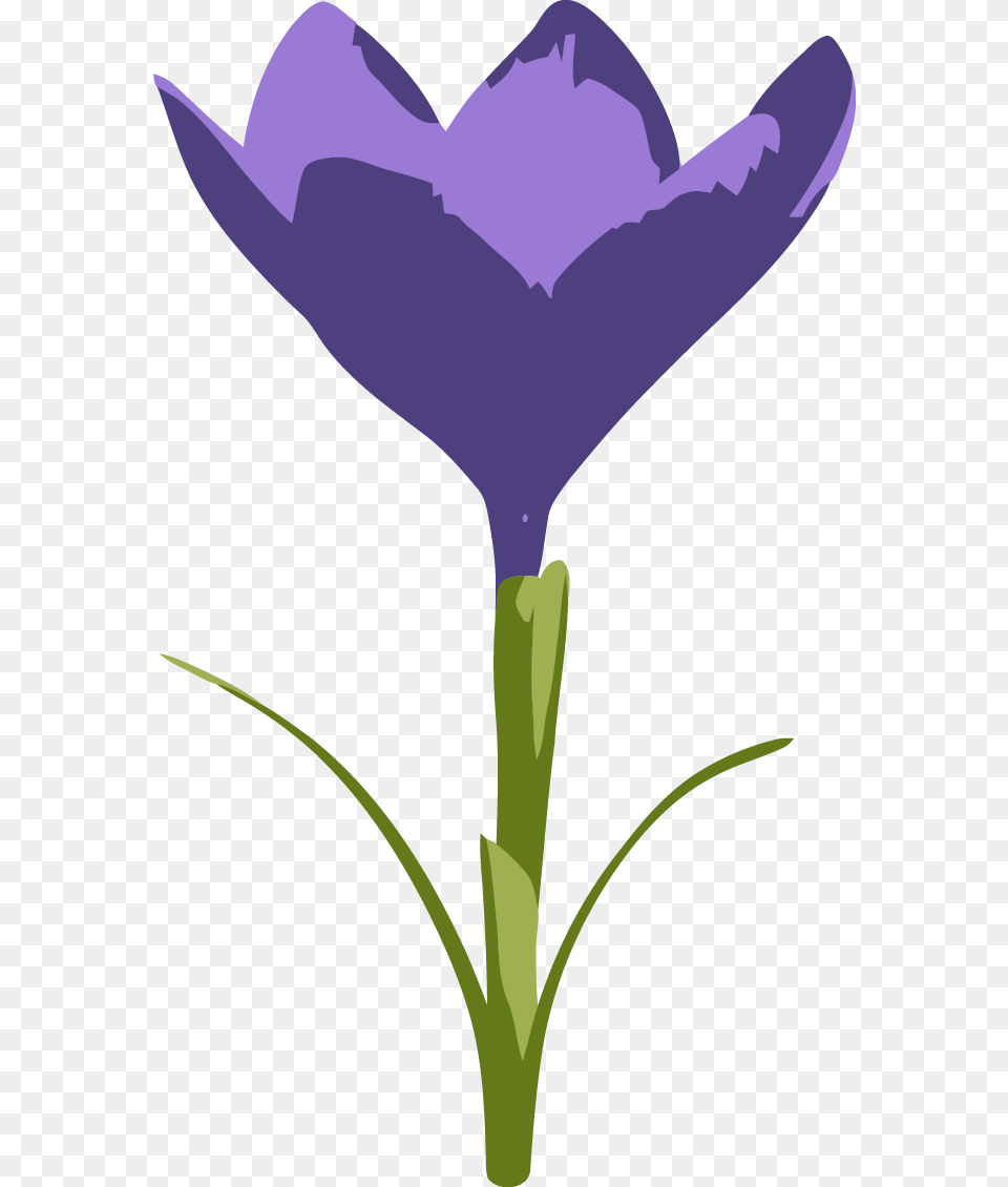 Purple Crocus Flower Clip Art Tulip, Petal, Plant, Flax, Animal Free Png
