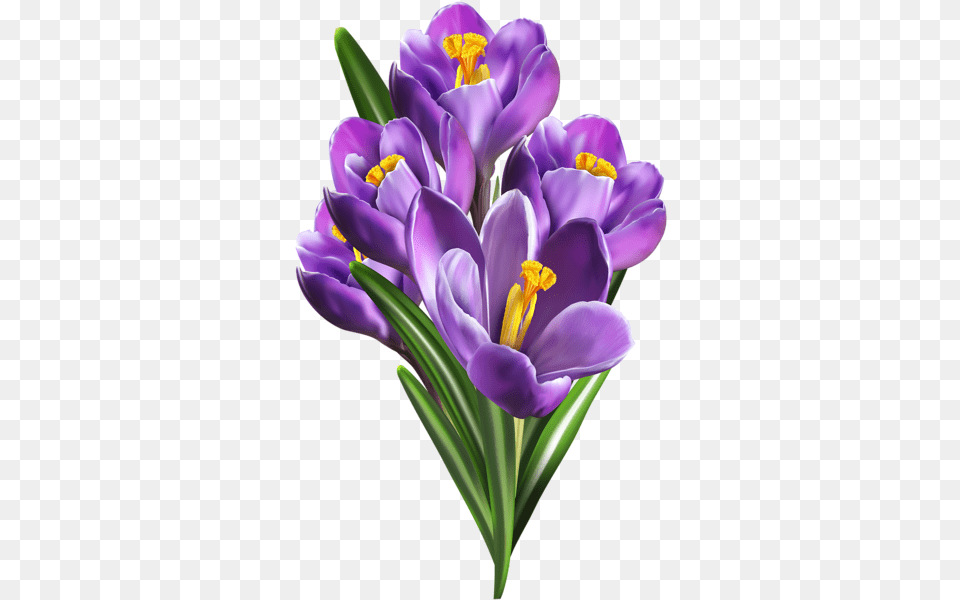 Purple Crocuses Clip Art Flower Painting Crocus, Plant, Iris, Petal Png