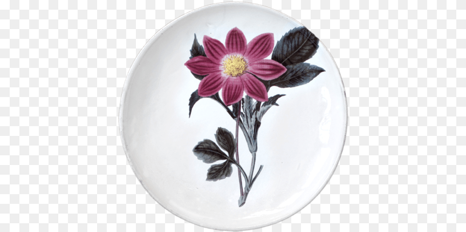 Purple Dahlia Flower Dinner Plate Assiette Astier De Villatte, Pottery, Porcelain, Platter, Plant Free Png Download