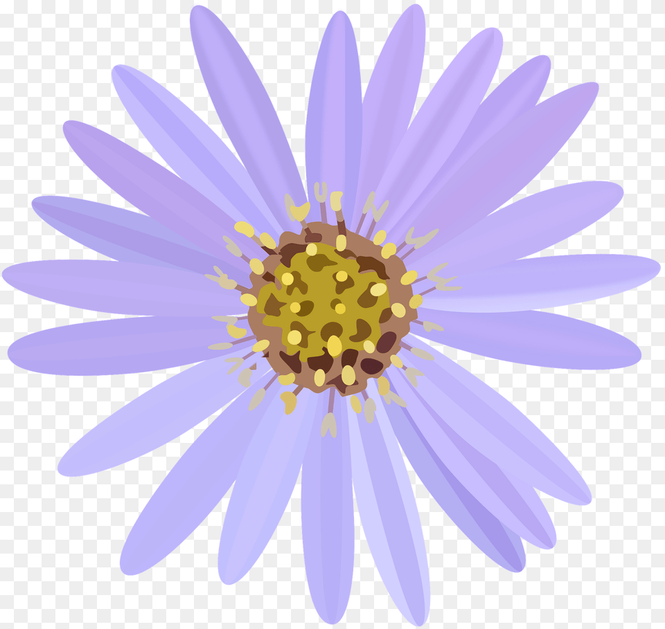 Purple Daisy Clipart, Flower, Plant, Petal, Anemone Png Image