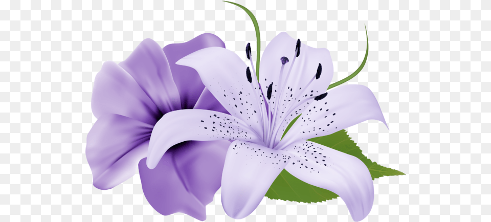 Purple Deco Flowers Clipart 179 0 Purple Lavender Flowers, Anther, Flower, Plant, Lily Png