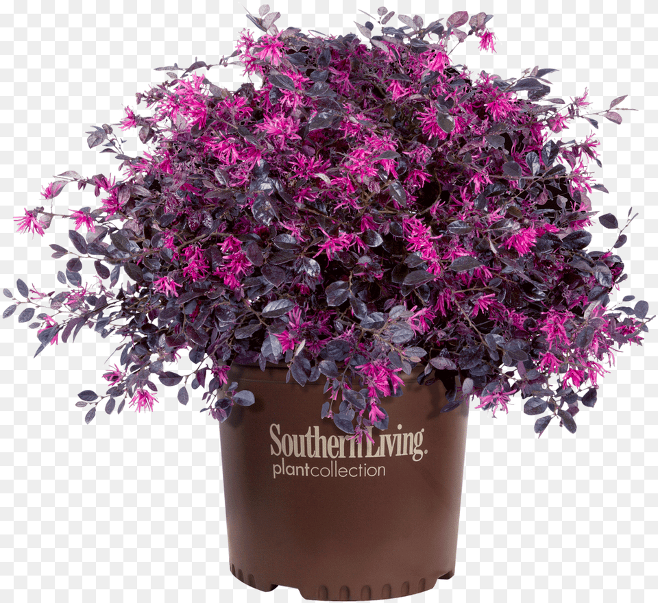 Purple Diamond Loropetalum In Branded Pot Loropetalum Purple, Vegetable, Produce, Potted Plant, Plant Free Png Download