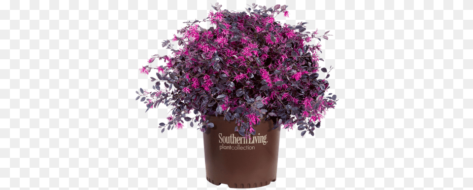 Purple Diamond Loropetalum In Branded Pot Southern Living Southgate Radiance Rhododendron Azalea, Vegetable, Produce, Potted Plant, Plant Free Png