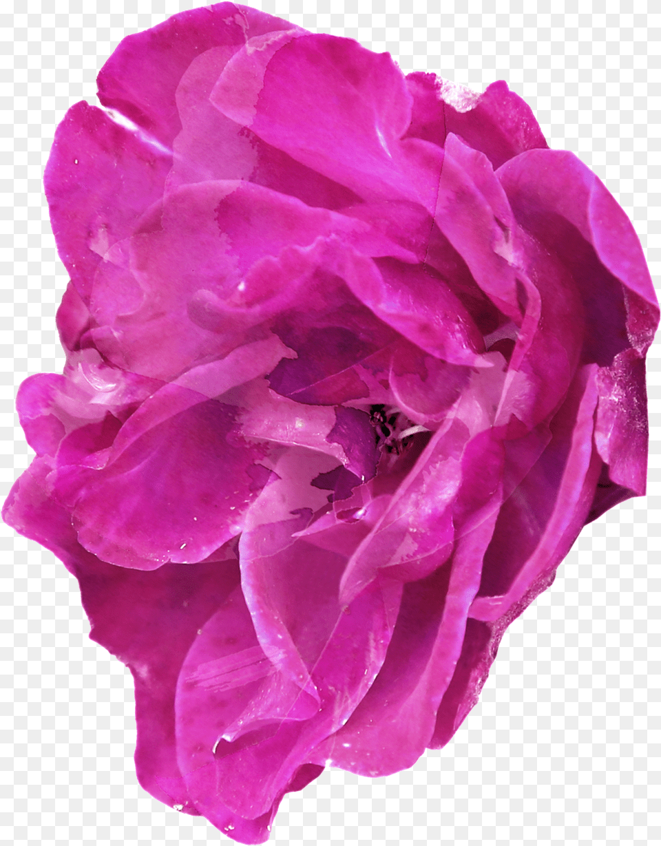Purple Elegant Floral Decorative Purple, Flower, Geranium, Petal, Plant Png Image
