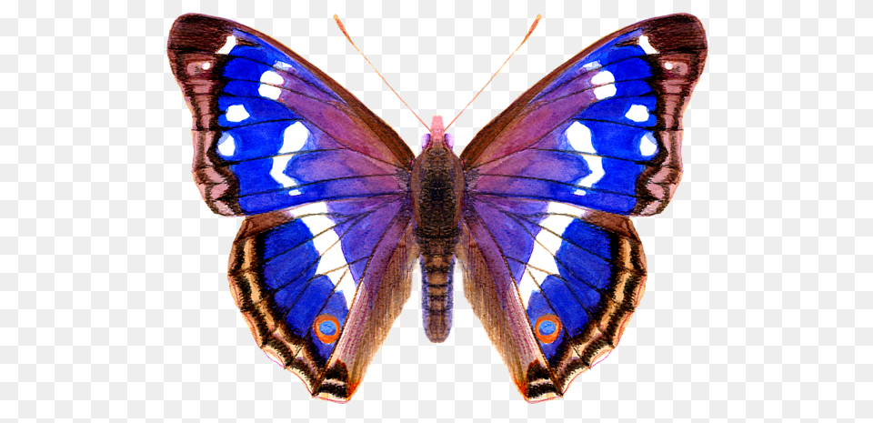 Purple Emperor Butterfly, Animal, Insect, Invertebrate, Moth Png