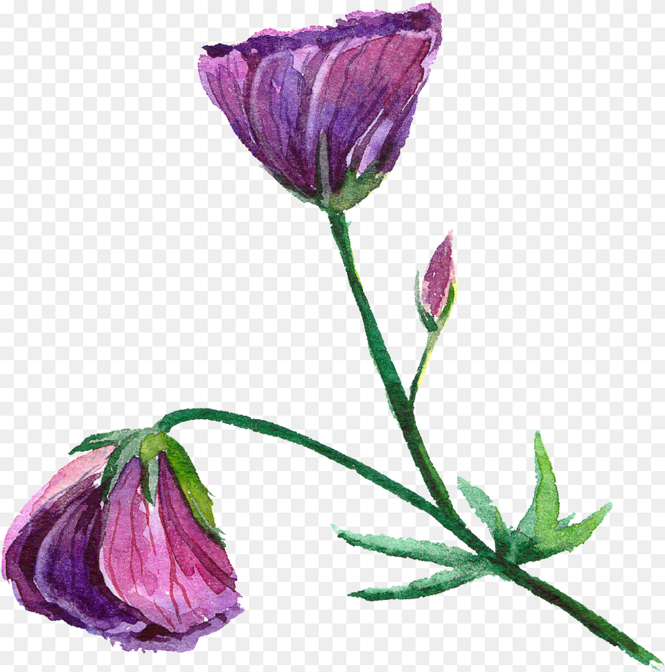 Purple Fashion Transparent Watercolor Flowers Watercolor Flowerstransparent, Bud, Flower, Petal, Plant Free Png Download