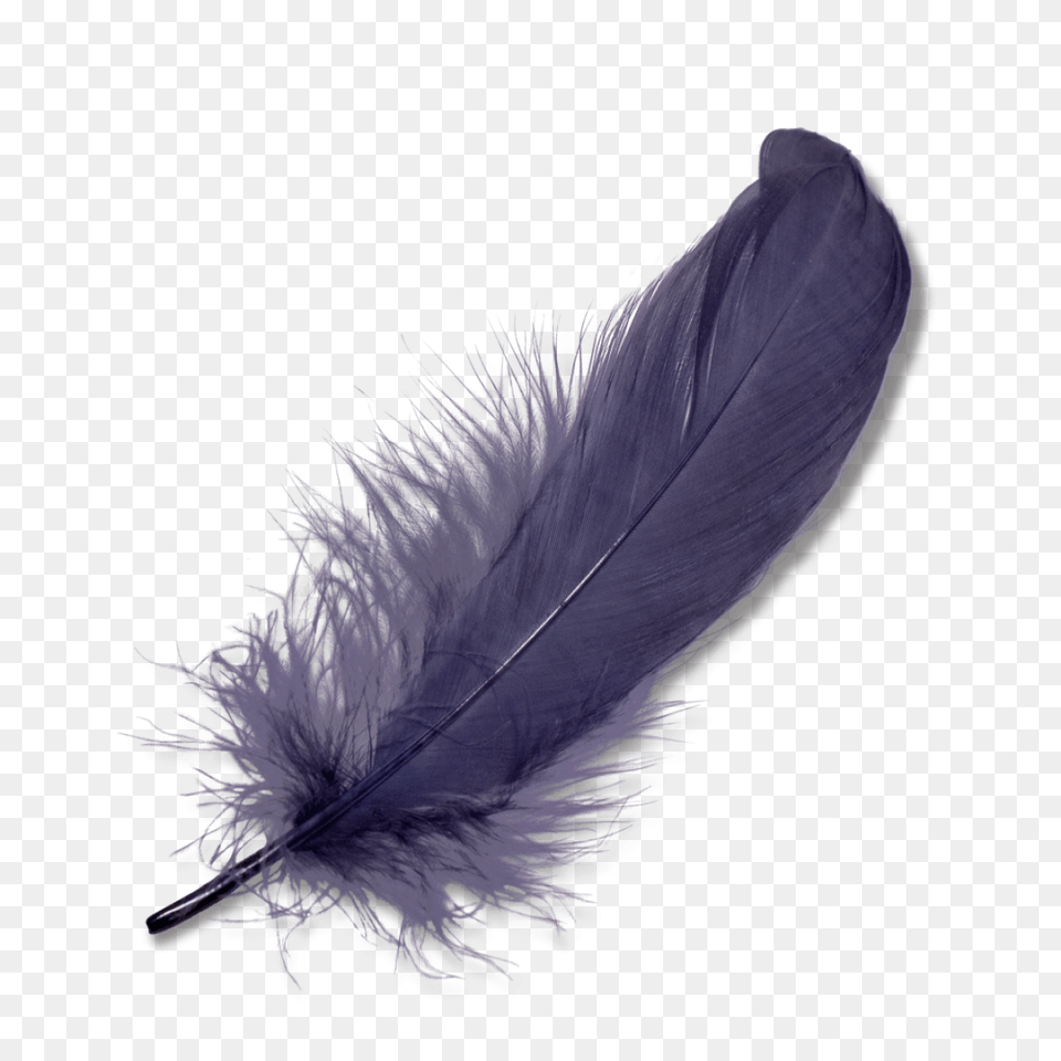 Purple Feather, Accessories, Bottle, Animal, Bird Free Png Download