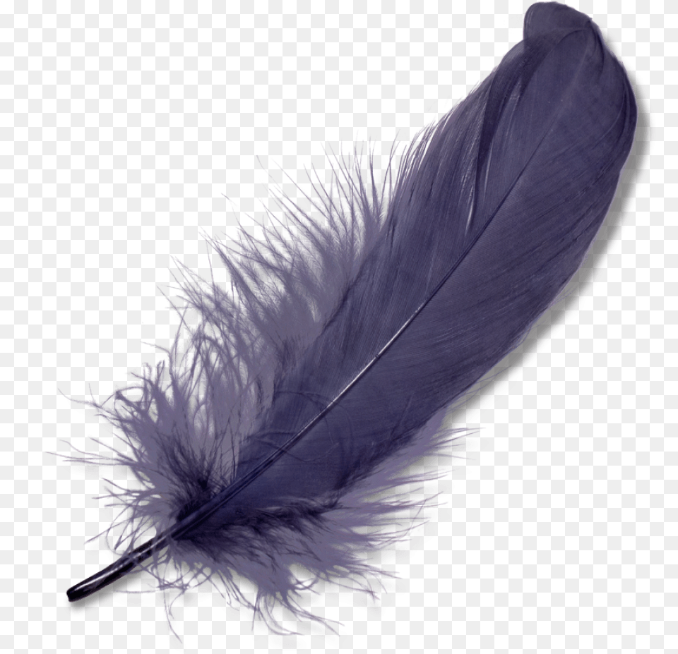 Purple Feather Feather Transparent, Accessories, Bottle, Animal, Bird Free Png Download