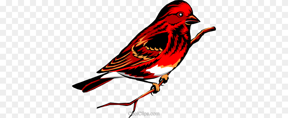 Purple Finch Royalty Vector Clip Art Illustration, Animal, Bird Png