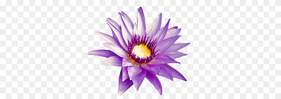 Purple Flower Lily, Plant, Pond Lily Free Png