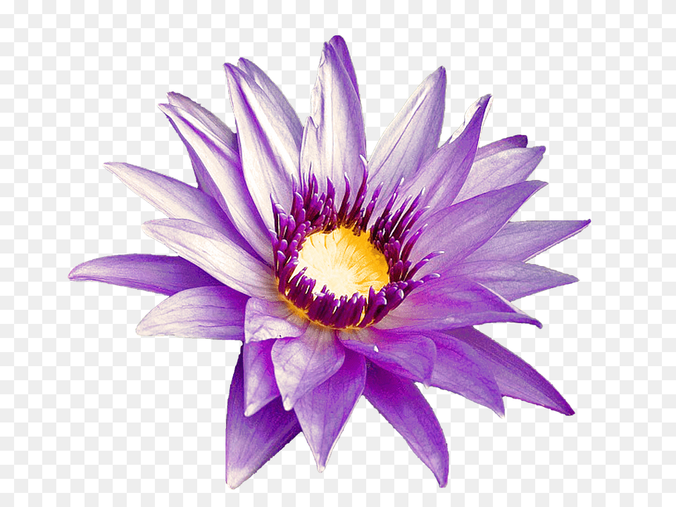 Purple Flower Lily, Plant, Pond Lily, Dahlia Free Png