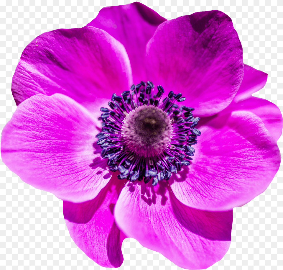 Purple Flower, Anemone, Geranium, Plant, Pollen Free Png