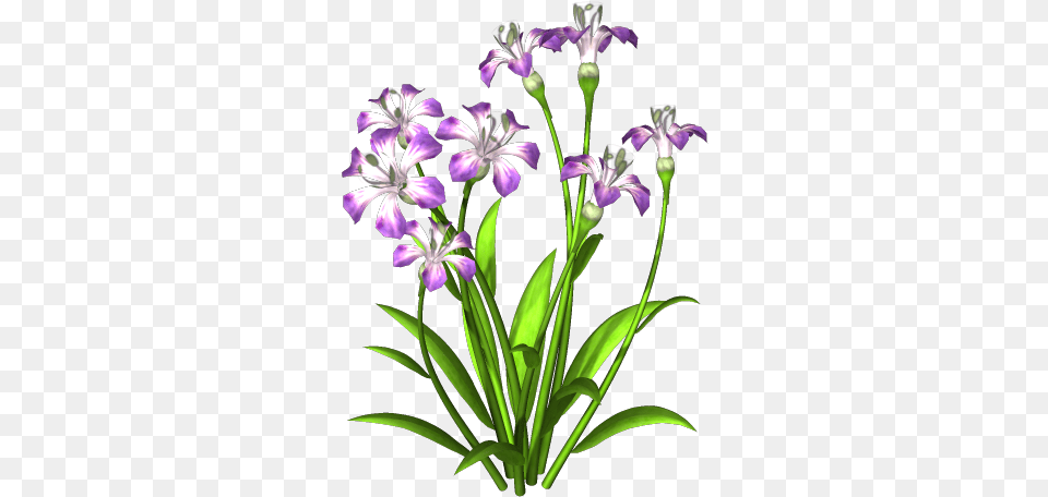 Purple Flower 6209 Icons And Plant With Flower, Iris, Geranium, Petal, Acanthaceae Png