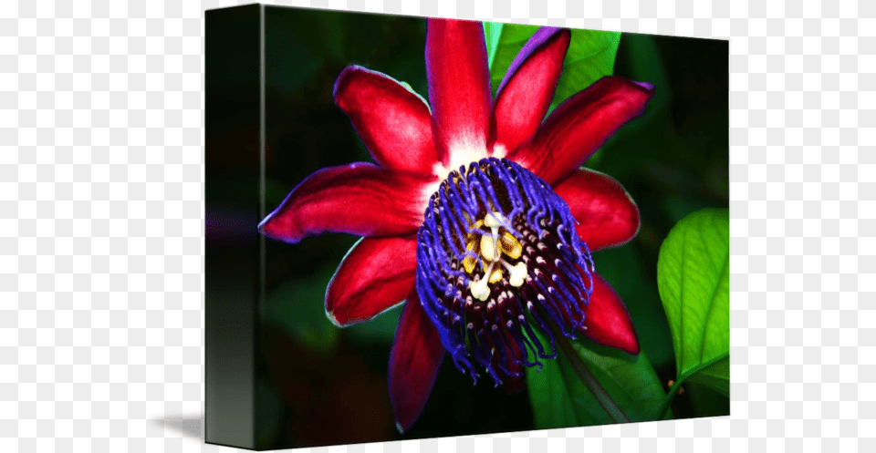 Purple Flower By Anthony Jones Purple Passionflower, Plant, Pollen, Petal, Anther Free Png