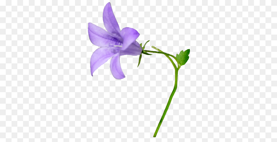 Purple Flower Clipart Detailed Flower Bellflower Clipart, Acanthaceae, Plant, Geranium Png