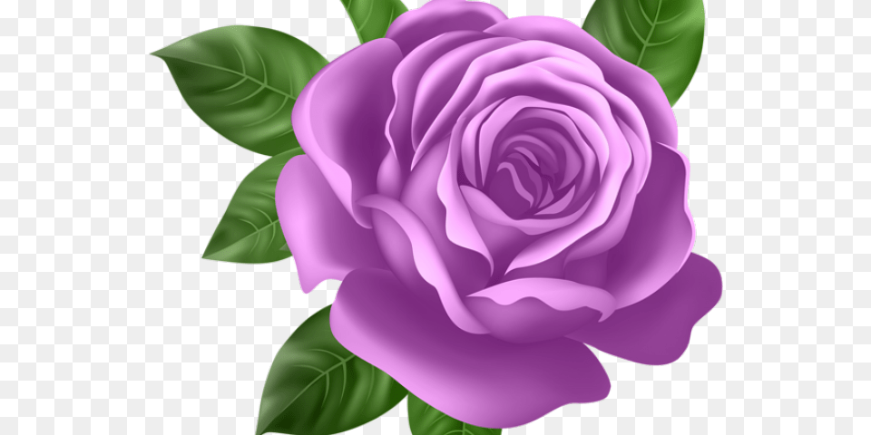 Purple Flower Clipart Pretty Pink Rose Background, Plant Free Transparent Png