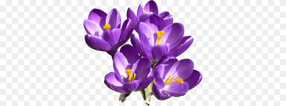 Purple Flower Collection Purple Flowers Transparent Background, Plant, Crocus Free Png Download