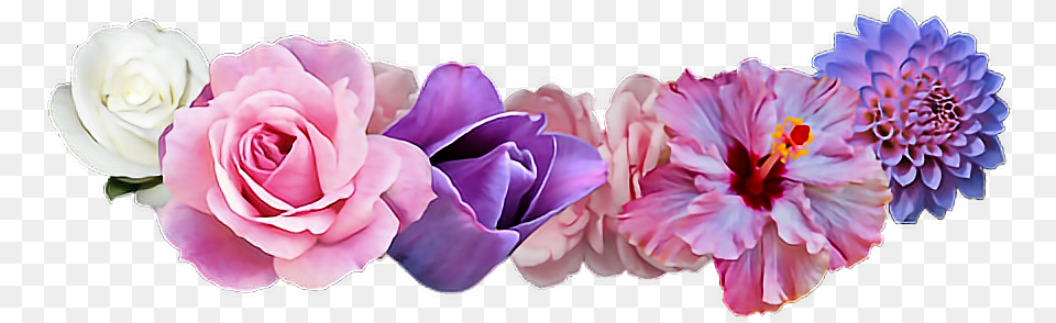 Purple Flower Crown, Petal, Plant, Rose, Dahlia Png Image