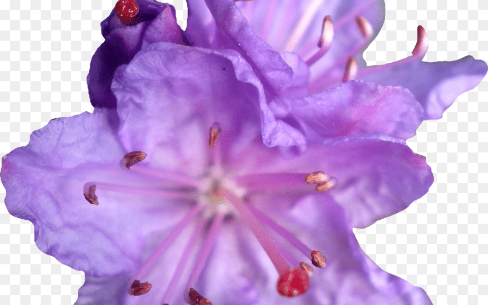 Purple Flower Crown Transparent Best Flower Geranium, Pollen, Plant, Invertebrate, Insect Free Png