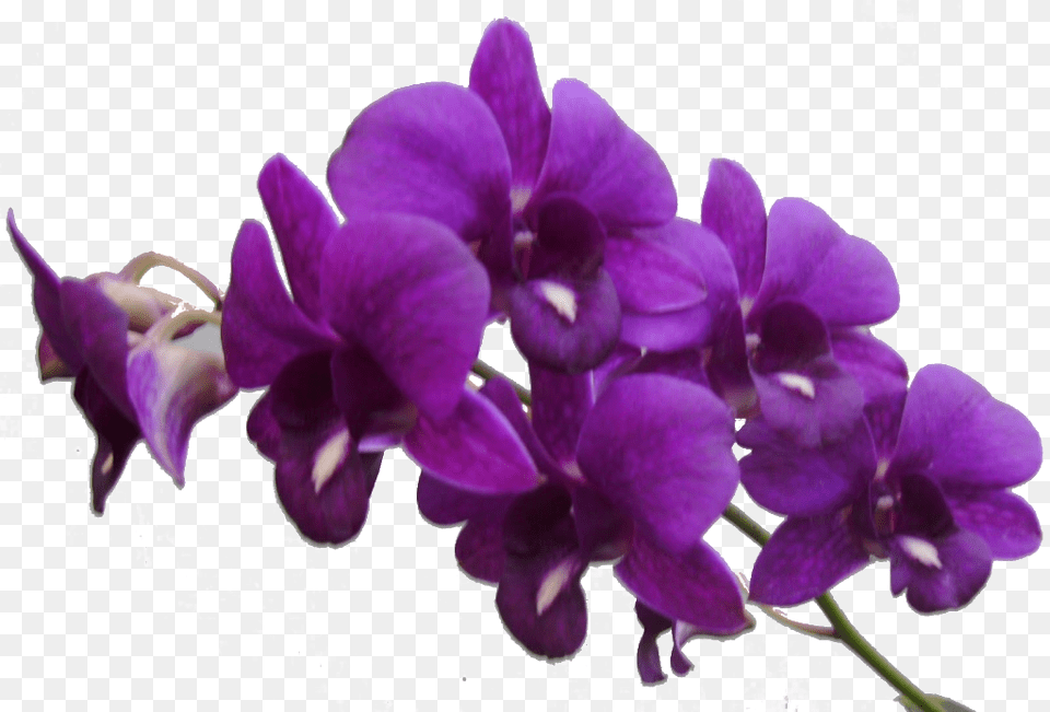 Purple Flower Frame Res Purple Flowers By Transparent Purple Flowers, Orchid, Plant Free Png
