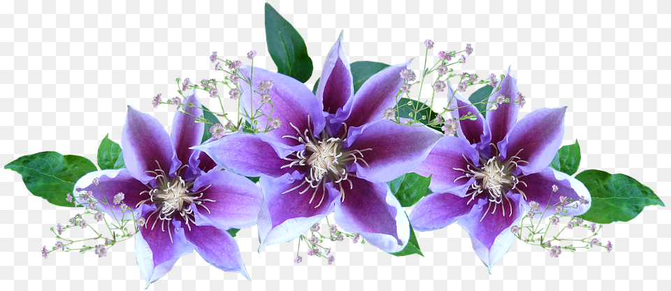 Purple Flower Gif, Pollen, Plant, Geranium, Anther Free Png
