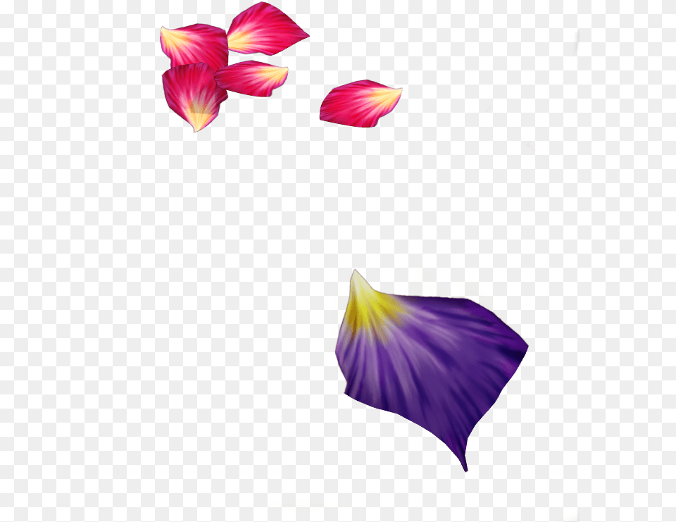 Purple Flower Petal Transparent 2 Rose Petals, Iris, Plant, Flower Arrangement Free Png