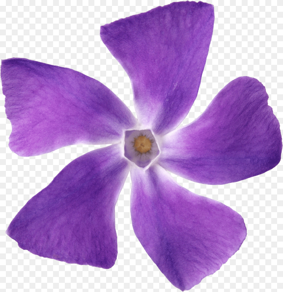 Purple Flower Petal Violet Lilac Flor Roxa 5 Petalas, Plant, Geranium Free Png