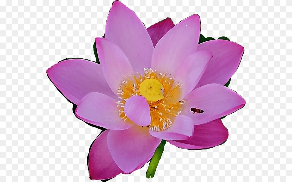 Purple Flower Plant Decoration Scrapbook Nature Sacred Lotus, Petal, Anemone, Anther, Lily Png Image