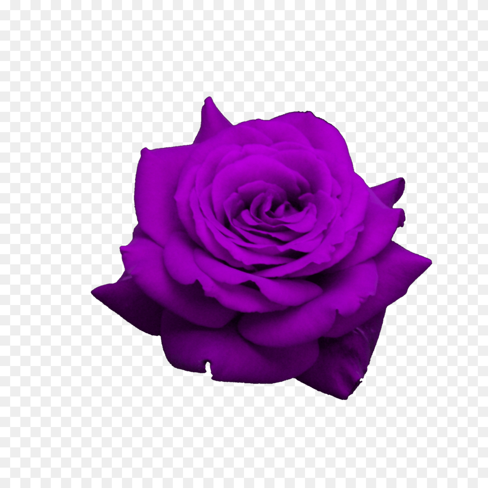 Purple Flower Rose Ftestickers, Plant Png Image