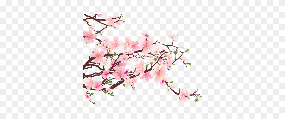 Purple Flower Transparent, Plant, Cherry Blossom Free Png Download