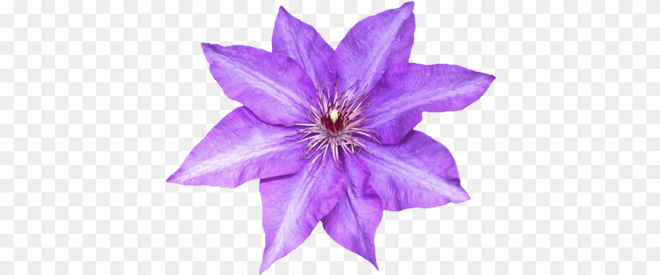Purple Flower Transparent Background, Plant, Petal, Anther Png