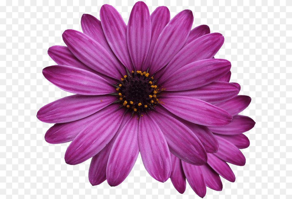 Purple Flower Transparent Background, Dahlia, Daisy, Petal, Plant Free Png