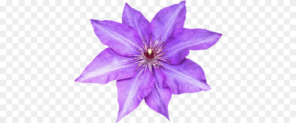 Purple Flower Transparent Background Flower Transparent Background Clematis, Plant, Petal, Anther Png