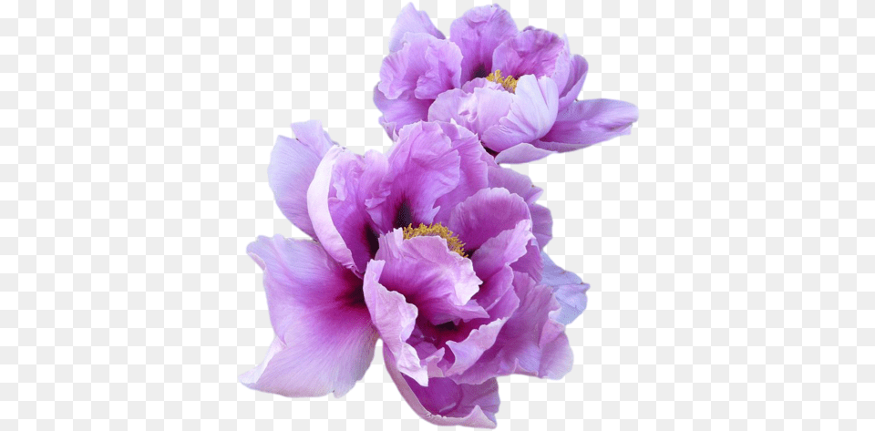 Purple Flower Transparent Image Purple Flowers, Plant, Petal, Anther, Peony Png