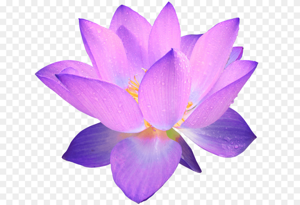Purple Flower Transparent Purple Flower Transparent Background, Petal, Plant, Lily, Pond Lily Png Image
