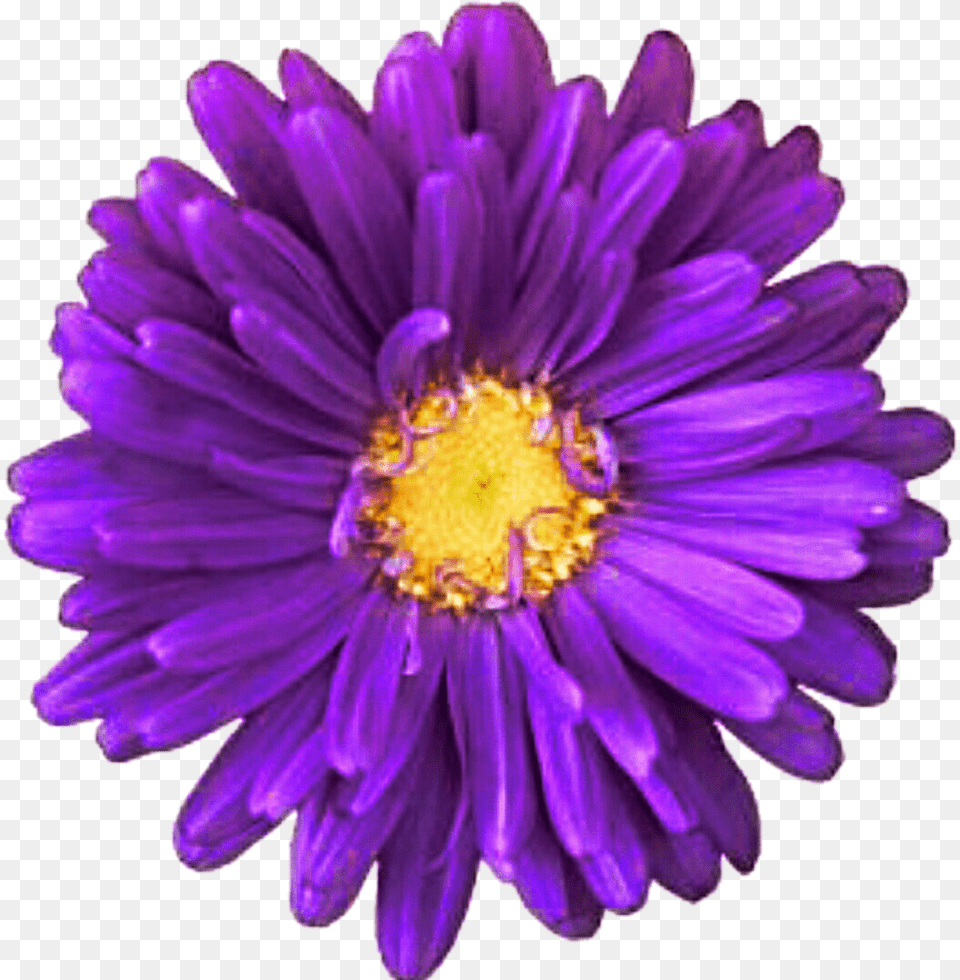 Purple Flower White Background, Dahlia, Daisy, Petal, Plant Png
