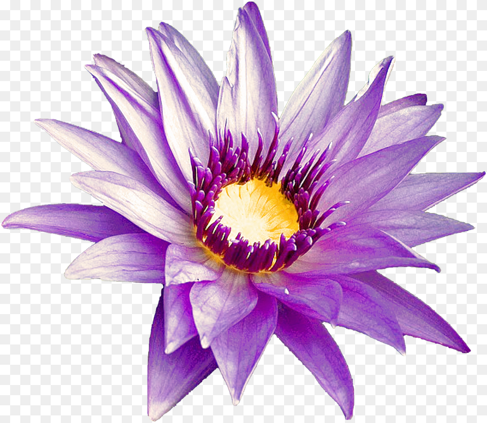Purple Flowernaturesummerfree Pictures Free Photos Emergent Vegetation, Flower, Lily, Plant, Pond Lily Png Image