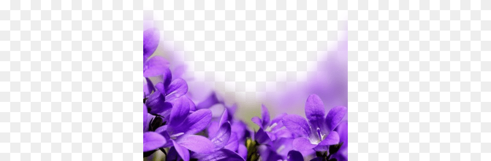 Purple Flowers Background, Flower, Petal, Plant, Iris Free Transparent Png