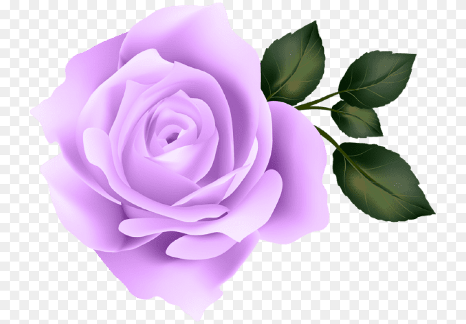 Purple Flowers Background Yellow Rose Background, Flower, Plant Free Png