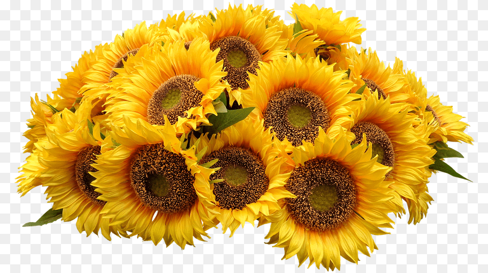 Purple Flowers Bunches Of Photo On Pixabay Bouquet Of Sunflowers, Flower, Plant, Sunflower, Flower Arrangement Free Transparent Png
