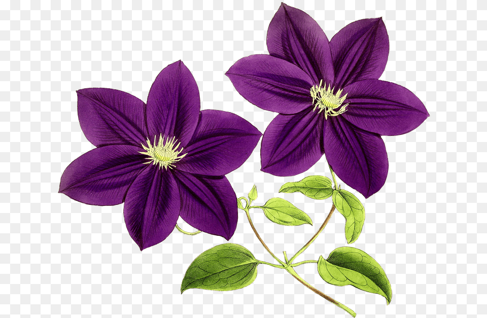Purple Flowers Clip Art, Flower, Geranium, Plant Free Transparent Png