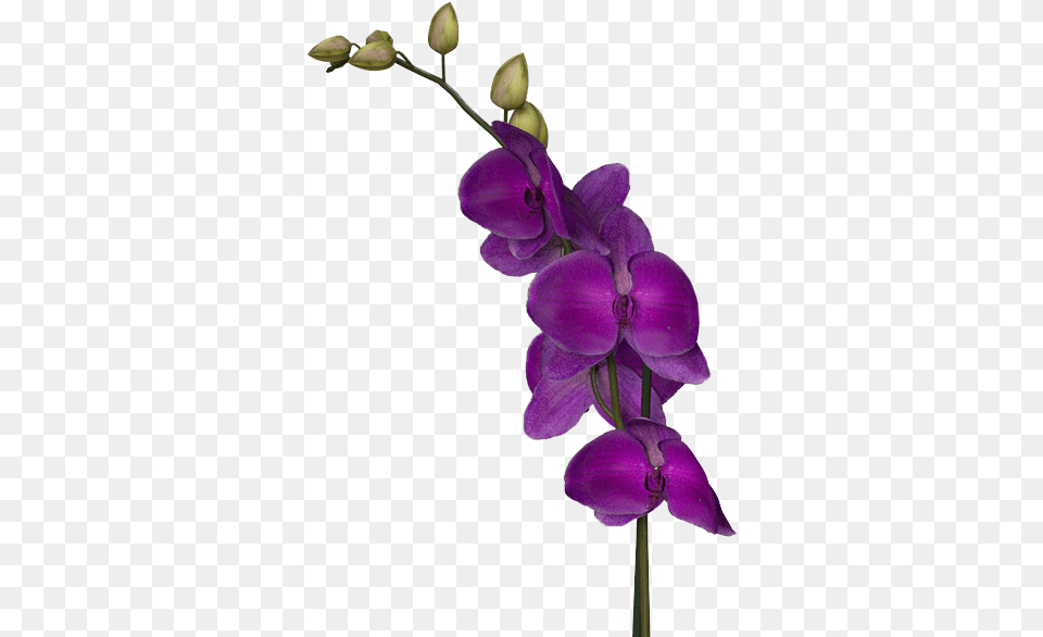 Purple Flowers Dark Purple Flowers, Flower, Orchid, Plant, Geranium Free Png Download