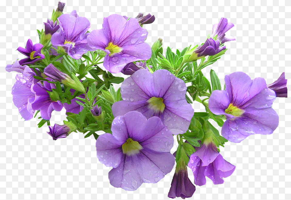 Purple Flowers Download Purple And Green Flowers, Flower, Geranium, Plant, Flower Arrangement Free Transparent Png