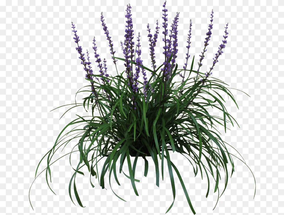 Purple Flowers Hd Liriope, Flower, Plant, Grass, Lavender Free Png Download