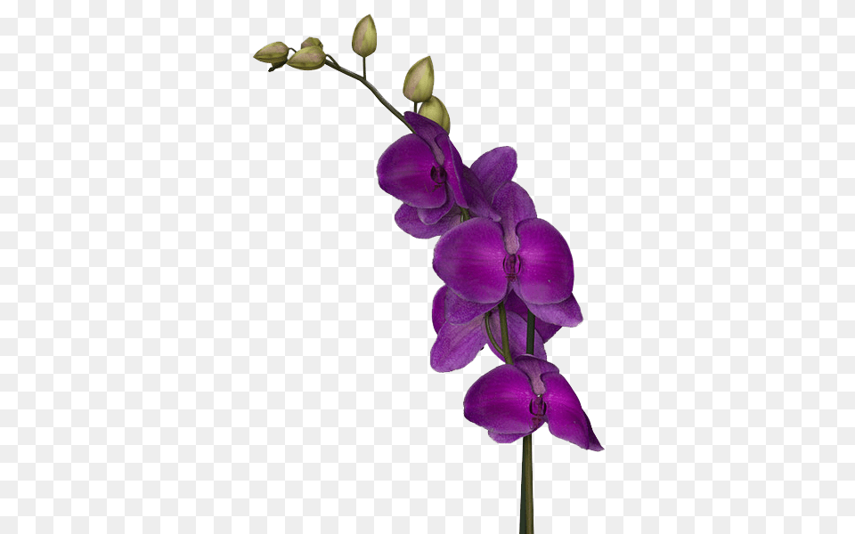 Purple Flowers Image Arts, Flower, Orchid, Plant Free Png Download