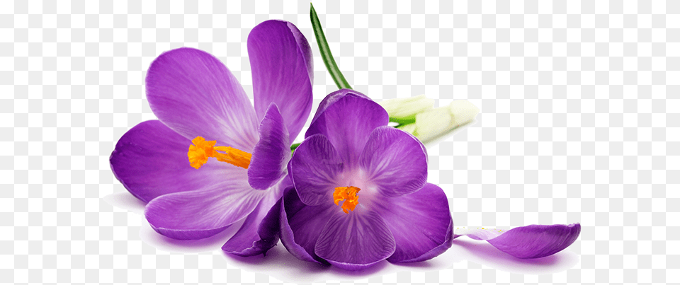 Purple Flowers Image Purple Flower, Plant, Crocus, Anther Png