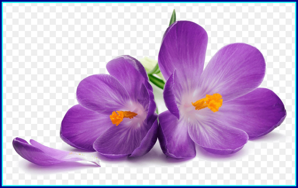 Purple Flowers Image Purple Flower White Background, Plant, Crocus Free Transparent Png