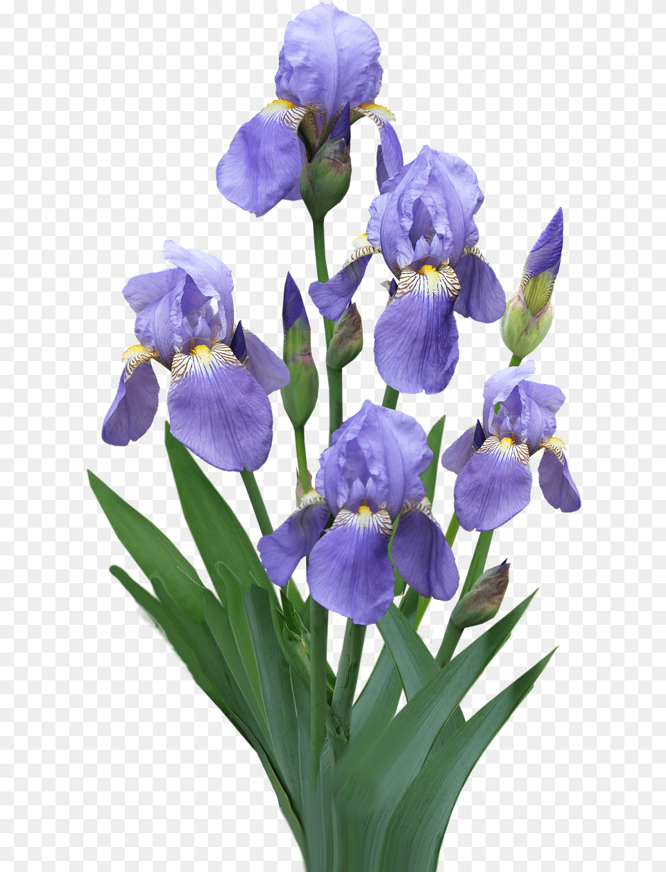 Purple Flowers Iris Algerian Iris, Flower, Plant, Petal Png